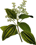 Ceylon cinnamon (detailed)